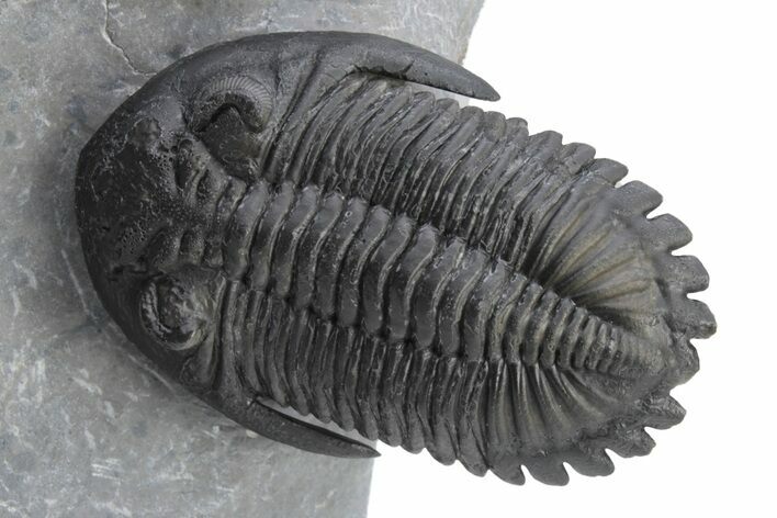 Detailed Hollardops Trilobite - Ofaten, Morocco #226074